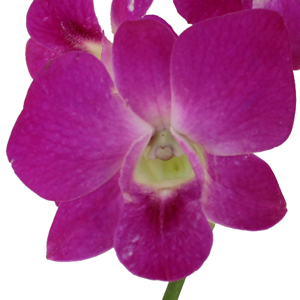 Grace Pink Loose Orchid Blooms