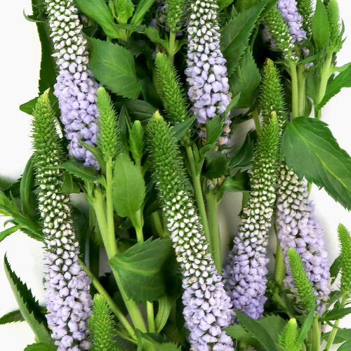 Veronica Flower Periwinkle Lavender