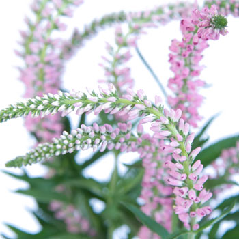Veronica Flower Light Pink