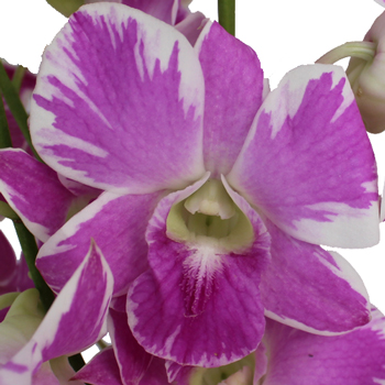 Vivid Violet Loose Orchid Blooms
