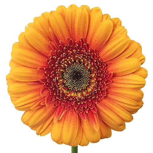 Wholesale Spiced Orange Mini Gerbera Daisies FiftyFlowers