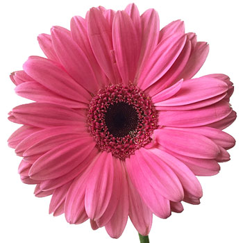 West Coast Love Daisy Flower
