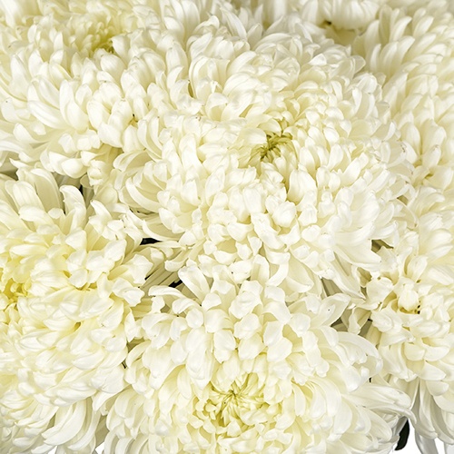 White Football Mum Flower