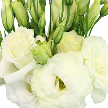 15 LISIANTHUS WHITE 100/% Double Flowered Deer /& Rabbit Resistant Long Bloom Season Flower Seeds