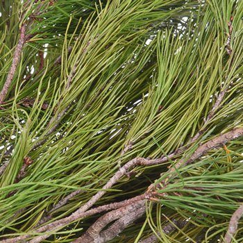 White Pine Winter Greenery