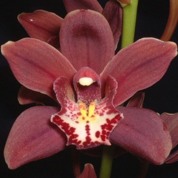 Mini Cymbdium Orchids Blushing Burgundy