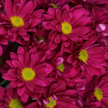 Raspberry Plum Daisy Flowers