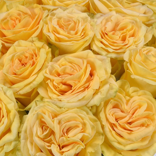 Golden Yellow Finesse Bulk Rose