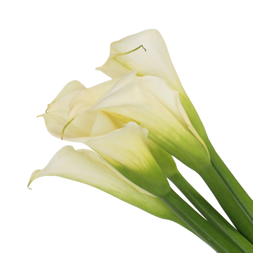 White Standard Calla Lily Flower