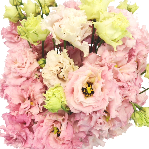 Wholesale Light Pink Lisianthus Frill Flowers | FiftyFlowers