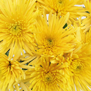 Yellow Anastasia Flower
