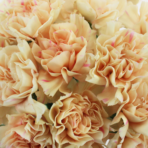 Apricot Peach Carnation Flowers