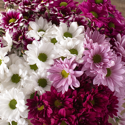 Daisy Assorted Colors Flower DIY Wedding Flowers FiftyFlowers