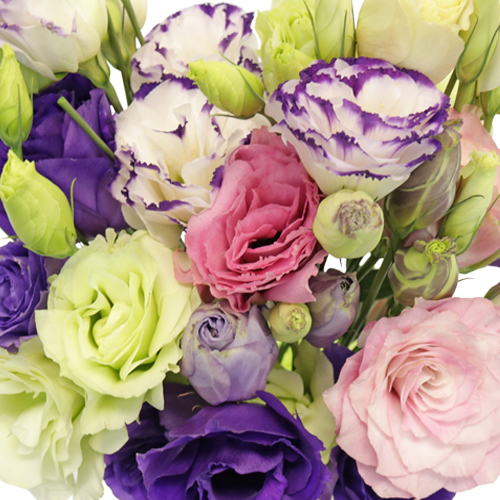 Wholesale Various Lisianthus Flower Colors | FiftyFlowers