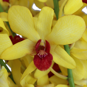 Banana Plum Loose Orchid Blooms