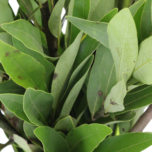 Fresh Cut Bay Leaf Herb for Flower Arranging FiftyFlowers.