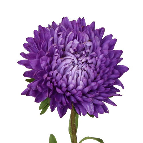 Beauty Asters Purple Bulk Flowers