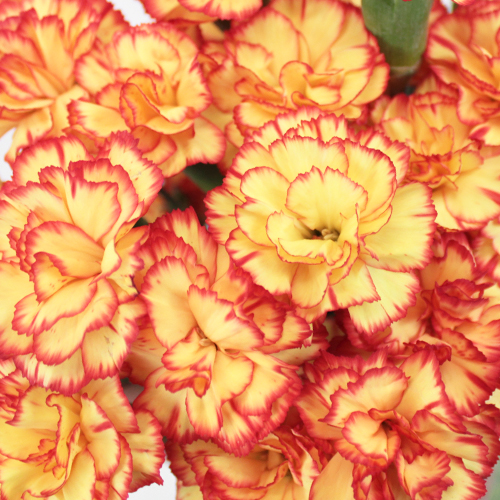 Bicolor Yellow and Orange Mini Carnation Flowers Wholesale Flowers