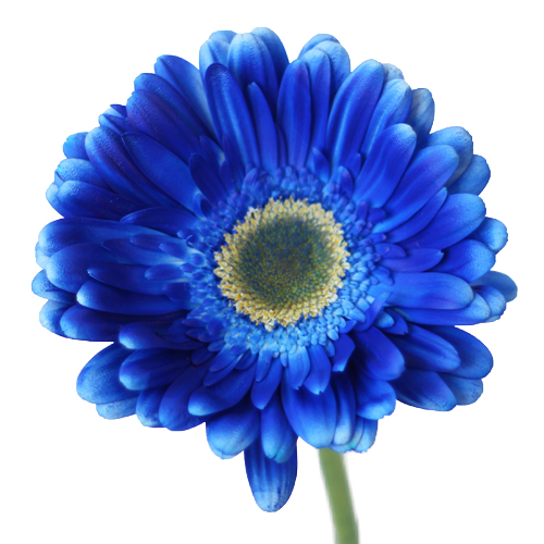 Blue Enhanced Gerber Daisy | Bulk Flowers | FiftyFlowers