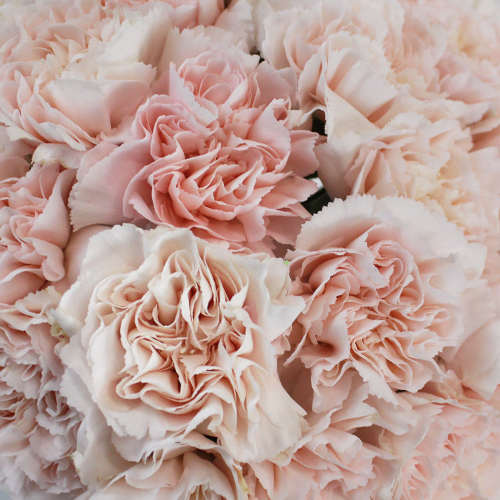 Powder Pink Marlo Carnations DIY Wedding Flowers FiftyFlowers