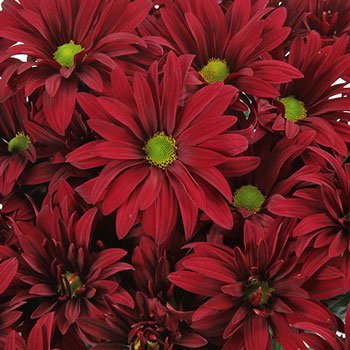 Red Daisy Flower