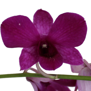 Burgundy Berries Loose Orchid Blooms