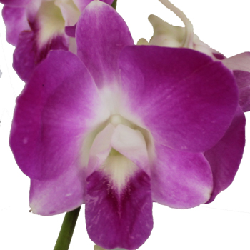 Caribbean Flirt Loose Orchid Blooms