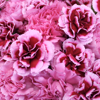Fierce Pink Carnation Mix Pack