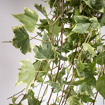 Wedding greenery cascading variegated ivy filler flower sold near me