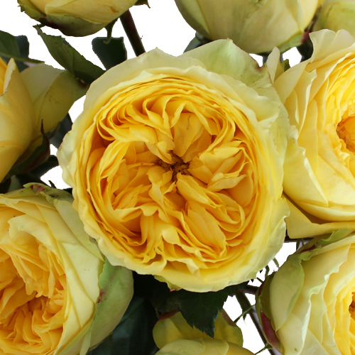 Catalina Beach Garden Rose Wholesale Rose FiftyFlowers