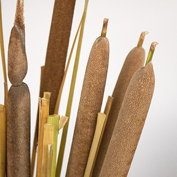 Cattail Bulk Filler Flower