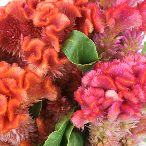 Hues of Coral Celosia Flowers