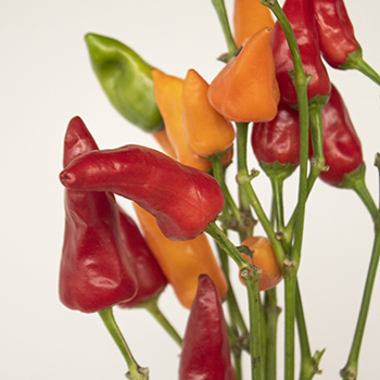 Wedding greenery chili pepper wholesale fall filler flowers sold near me