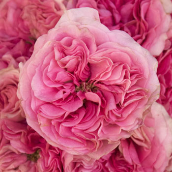Cotton Candy Pink Garden Rose Bulk Rose Fiftyflowers