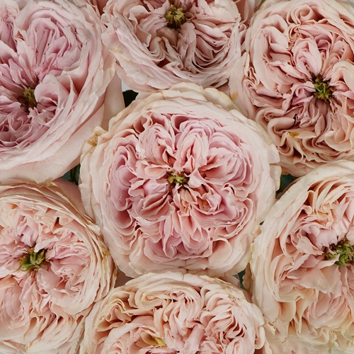 Bulk Cozy Cottage Antique Pink Garden Roses Bulk Rose FiftyFlowers