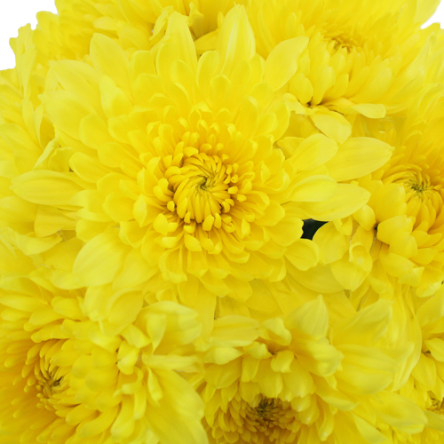 Cremon Yellow Flower