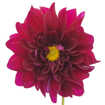 Dahlia Flower Deep Fuchsia Dahlia Flower Deep Fuchsia