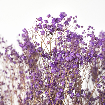 Regal Glow Purple Dried Gypsophila