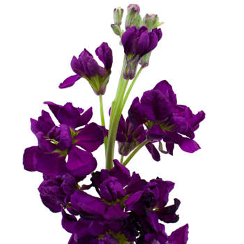 Image result for purple flower bouquet images