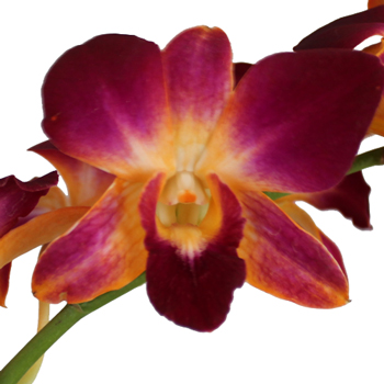 Dragonfruit Loose Orchid Blooms