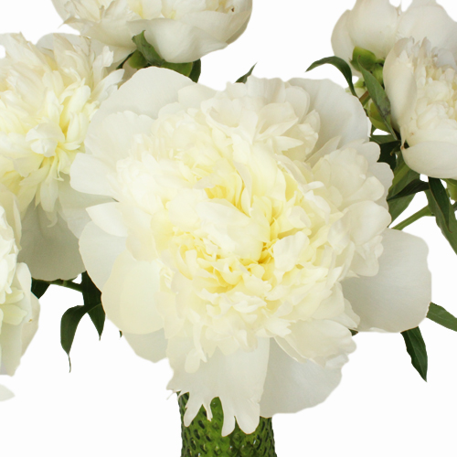 White Peony Flower August Delivery Wholesale Flowers FiftyFlowers