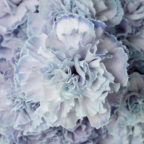 Dusty Blue Wedding Flower Carnations FiftyFlowers