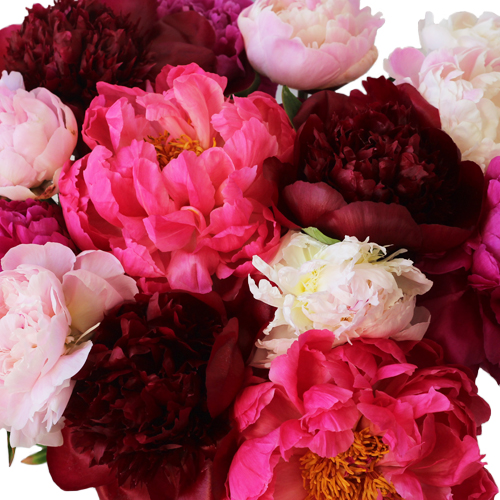 Mixed Color Peonies November Delivery DIY Wedding Flowers FiftyFlowers
