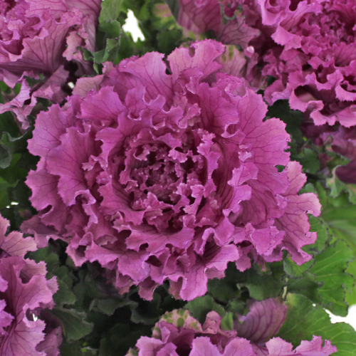 Ruffled Purple Kale Flower