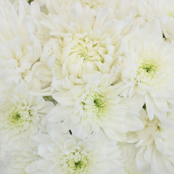 Wedding White Dahlia Style Cremon Pack