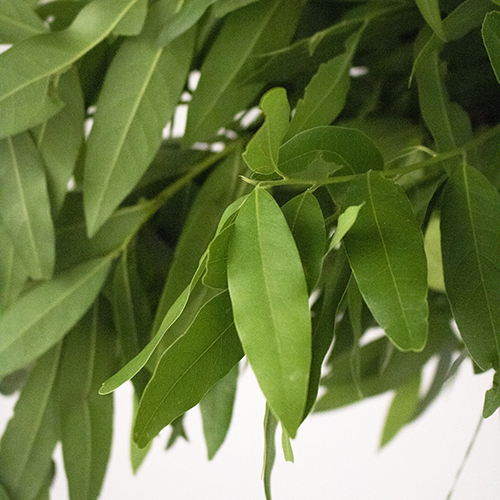 Fresh Fall Bayleaf Greens