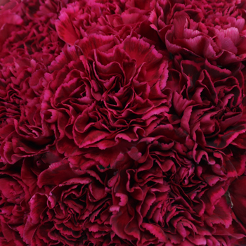Deep Velvet Carnation Flowers