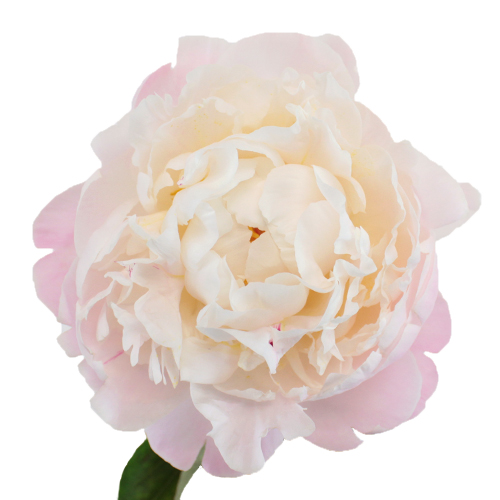 Gardenia Blush Peony November Delivery Wholesale Flowers FiftyFlowers