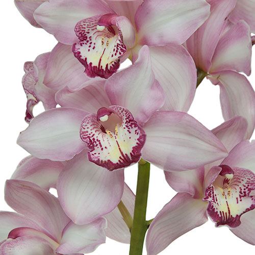 Cymbidium Orchids Light Pink | FiftyFlowers.com