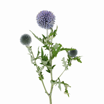 0.5 m organic popeline cotton blue thistle flowers 24.90 eurometer